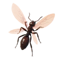 Ant-Tonio — Fortnite back bling