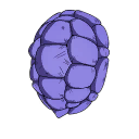 Kamesennin's Shell — Fortnite back bling